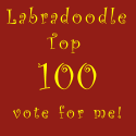 The Top 100 Labradoodle Websites
